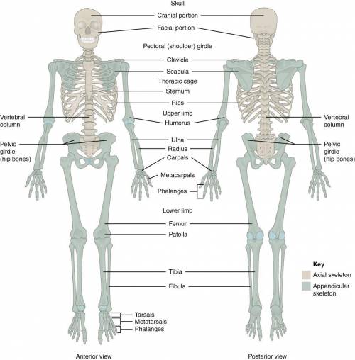 What makes up the axial and appendicular skeleton?