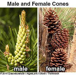 1.Compare the size of the male and female cones.

2.Look for the pollen sacs in the male cone. (Tw