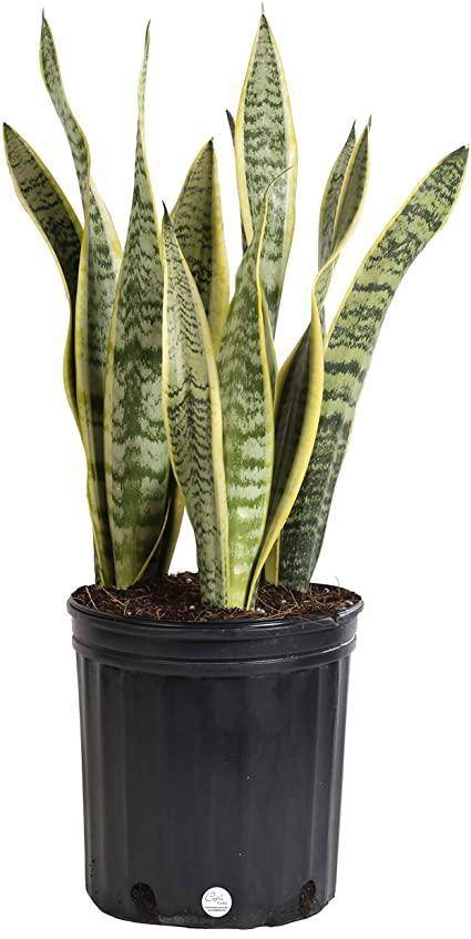 What are 5 quantitative observations for a snake plant )the plant shown in the image)