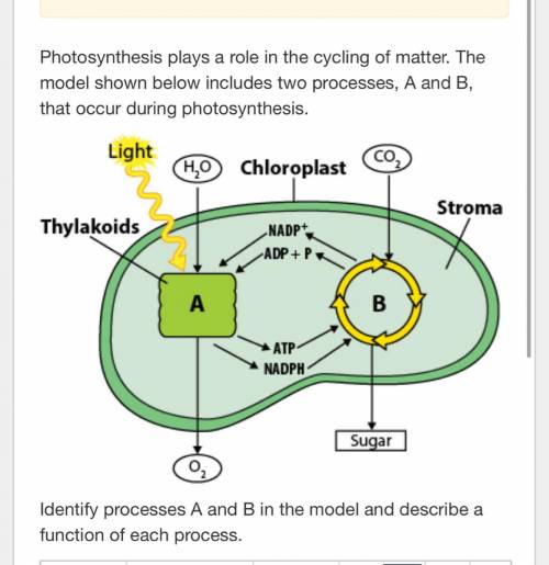 Photosynthesis plays a role in the cycling of matter. The model shown below includes two processes,