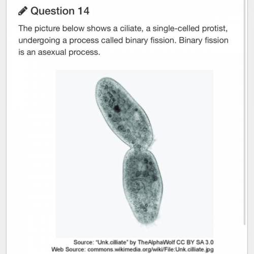 Which statement is correct about binary fission?

A
It is a mitotic process.
B
It is a meiotic p