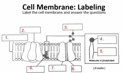 Help me label this cell membrane pls