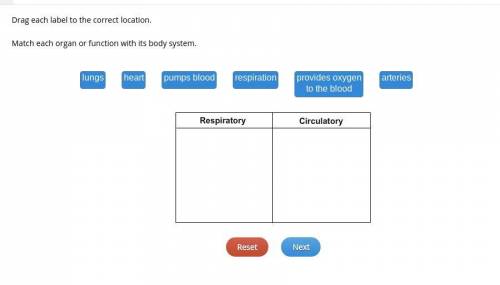 Drag each label to the correct location
match each organ or function with its body system
