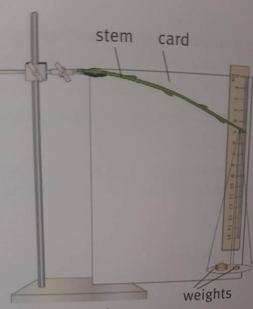 The diagram shows how Anji tested the stems.

What should Anji keep the same in her experiment? ch