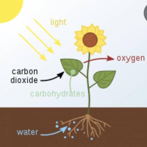 3- Explain photosynthesis's role in the carbon cycle and i will give you more point if you answer no