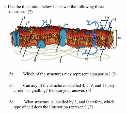 5. Use the illustration to answer the following three questions.

5a. Which of the structures may