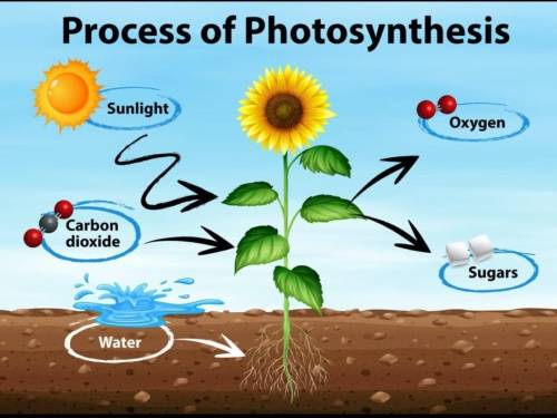 What is photosynthesis​