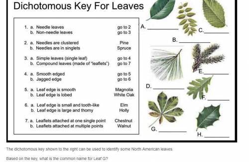 Dichotomous Leaves key