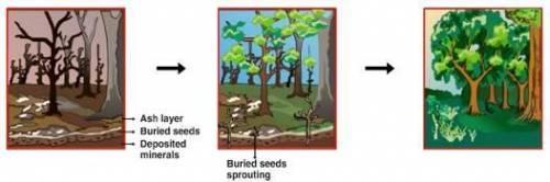 The picture below is showing the stages of a process an ecosystem goes through after a major ecolog
