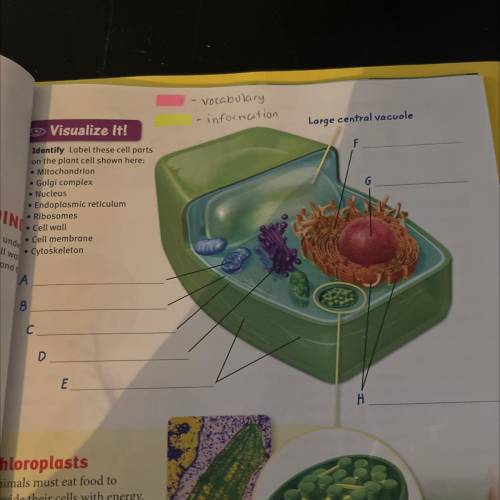 Identify Label these cell parts

on the plant cell shown here:
Mitochondrion
Golgi complex
• Nucle