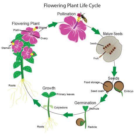 Illustrate the life cycle of a flowering plant​