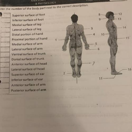 Enter the number of the body part next to the correct description