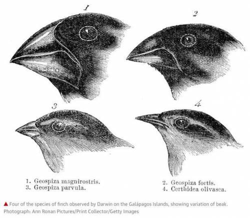 The diagram shows the differences in beak shape among different finch species. Which process caused