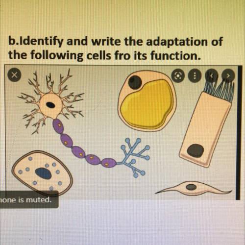 Identify and write the adaptations of the following cells for it functions.