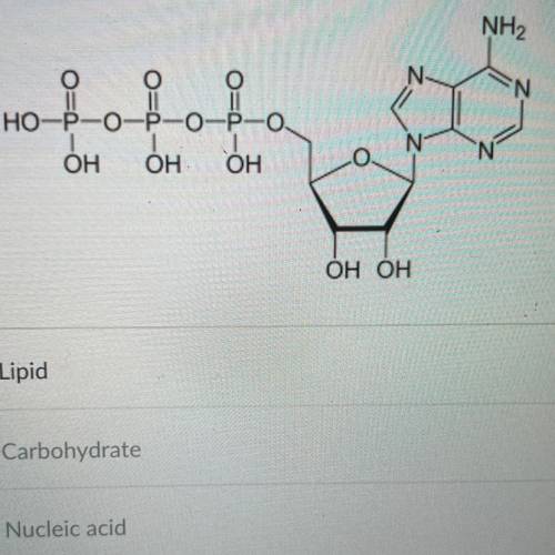The molecule shown below would be classified as:

A) Lipid
B) Carbohydrate
C) Nucleic acid
D) Prot