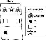 The diagram below shows the layers of a rock having an ammonite:

Which statement about the rock f