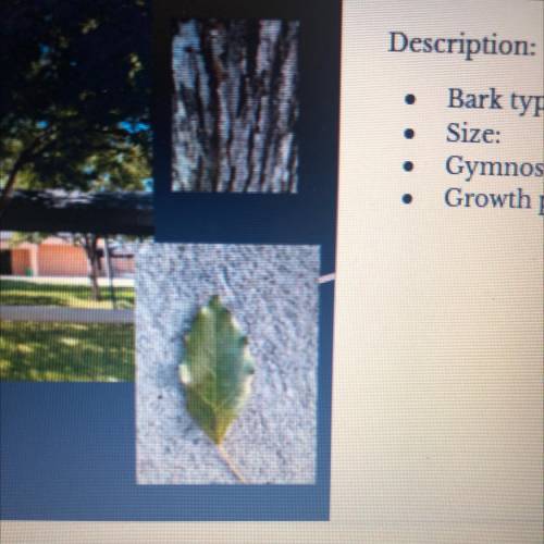 Do y’all know what type of leaf and bark it is? Help!