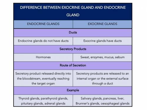 What is a difference between endocrine and exocrine glands