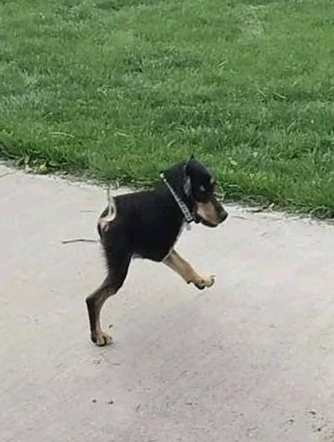 What dog species is this?clue: (it's the dachshunds,doberman cousin)