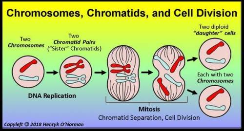 If a cell had 12 chromosomes, how many chromosomes will each daughter cells have after mitosis and c