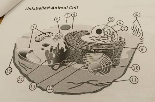 Unlabelled Animal Cell