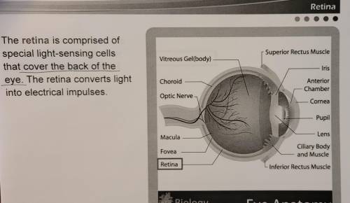 Where is the retina located?