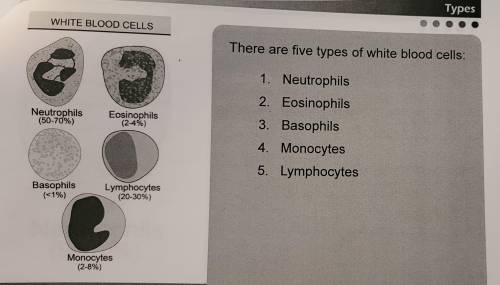 Which of the following is NOT a type of white blood cell?

*Erythrocyte (a red blood cell type)
Ne