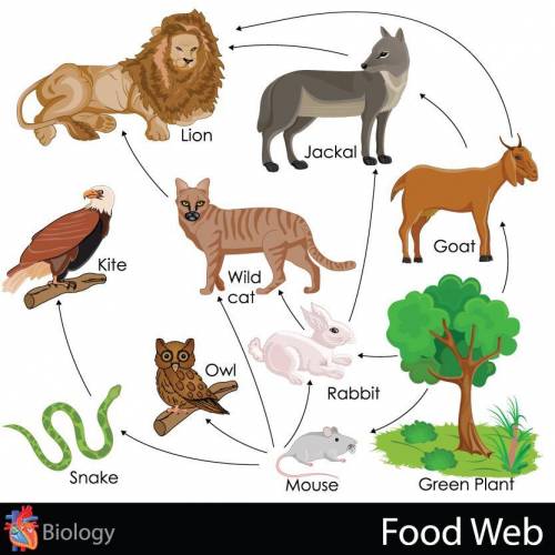 Use the image below to answer the question.

In the image, which animal is both a secondary and a