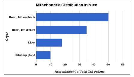 The bar graph compares the percent of cell volume occupied by mitochondria for several kinds of spe