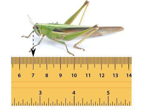 How long is the grasshopper from its head to the hind end of its body?

A. 
6.65 in
B. 
13.65 in
C