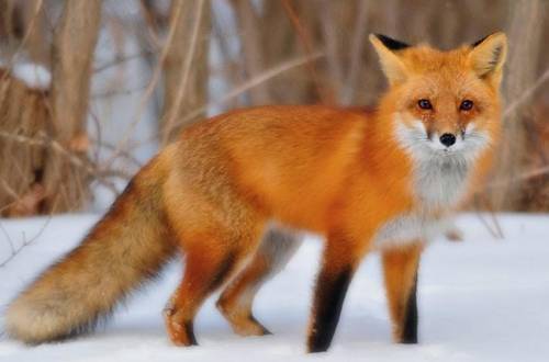 I need your best pictures of a fox please UwU