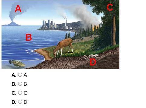 At which labeled point in this image is carbon moving from the atmosphere to the biosphere?