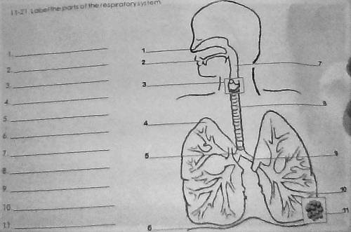 Label the parts of the respiratory system.
