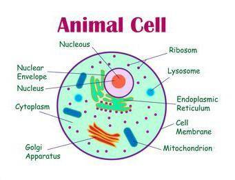 Data about plant and animal cell and diffrences