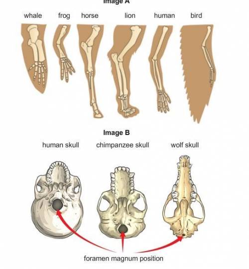 Do you think image B supports the idea that some vertebrates are more closely related than others?