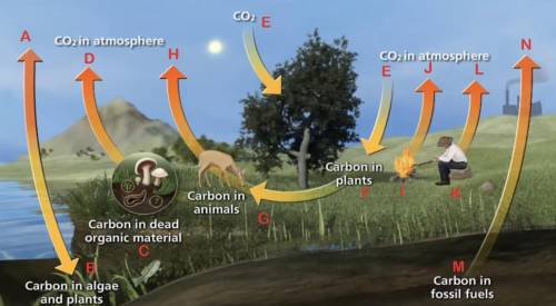 Which of the following represent photosynthesis as part of the carbon cycle? (select all that apply