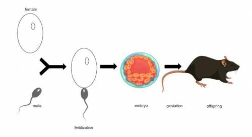 The image is a model of how reproduction transfers genetic material to a baby mouse.

Do you think