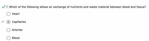 Which of the following allows an exchange of nutrients and waste material between blood and tissue?