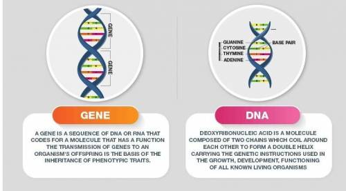 Venn diagram of dna and genes