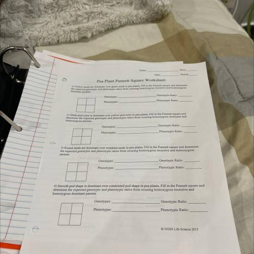 Does anyone know how to do Pea Plant PUNNETT Square Worksheet