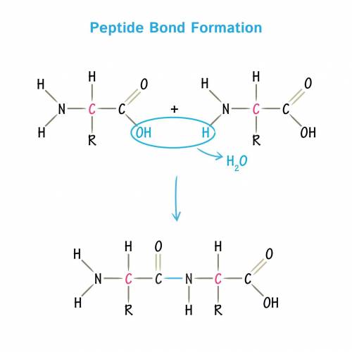 61. If tyrosine and isoleucine undergo condensation, the new bond that is formed is between the:

A