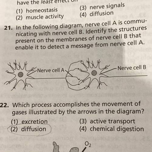 21. In the following diagram, nerve cell A is commu-

nicating with nerve cell B. Identify the str