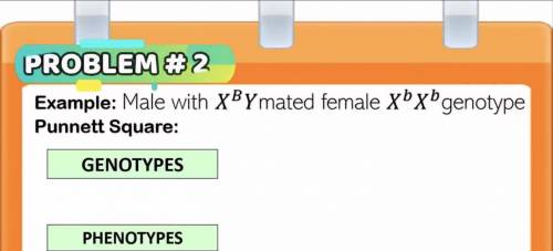 PROBLEM # 2

 
Example: Male with XBYmated female xbxºgenotype
Punnett Square:
GENOTYPES
PHENOTYPES