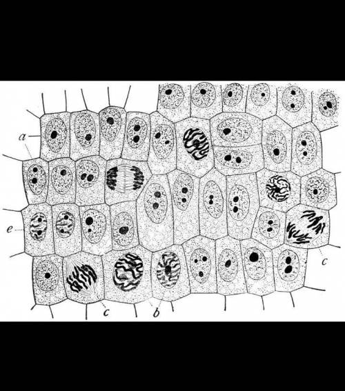 Identify the cells in interphase, prophase, metaphase, anaphase, and telophase by circling the cell