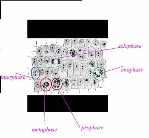 Identify the cells in interphase, prophase, metaphase, anaphase, and telophase by circling the cells