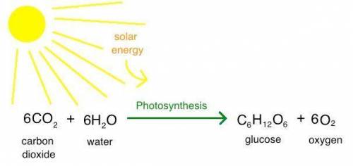 What chemical compound is produced as a result of photosynthesis?
a