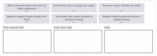 Read the statements regarding how cells obtain and use energy. Does each statement describe plant c