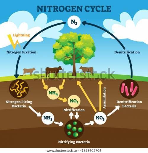 5. What natural phenomenon converts nitrogen into the form which organisms can use?