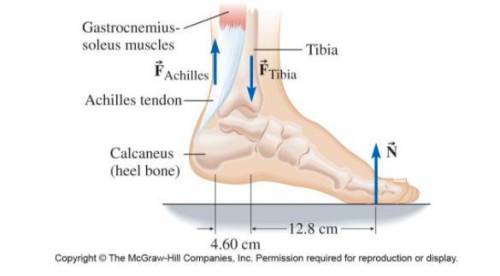 The diagram below shows Bob's foot. Bob is standing on his toes as shown. His foot bears one-half h