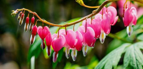 Favorite plant the dragon tree or the Dicentra tree